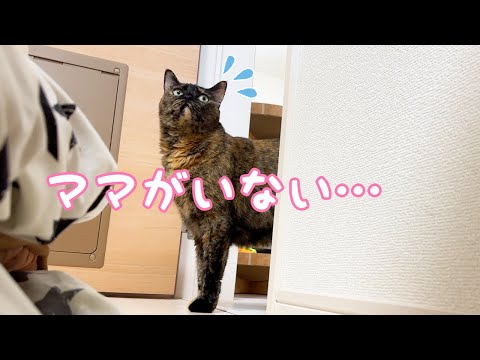猫とのかくれんぼでベッドの下に隠れてみたら…？(YouTube)