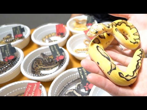 うちにヤバすぎるボールパイソンが大量にやってきた【SWAG Baller】(YouTube)