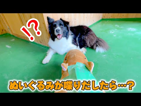ぬいぐるみに名前を呼ばれた時の犬の反応(YouTube)