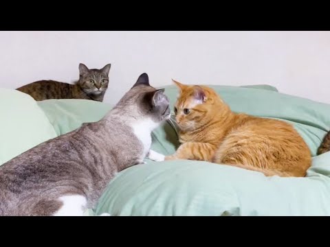 猫たちがある場所に行くと決まって同じポーズになってしまいます(YouTube)