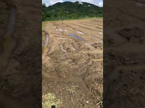 畑なのに田んぼになろうとしてる感じ　笑　#Shorts(YouTube)