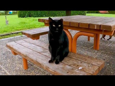 東屋で休む黒猫に近づいて撫でると喜んで膝の上に乗ってきた(YouTube)