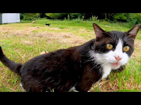 芝生の広場を自由に歩き回る猫達を撫でる(YouTube)