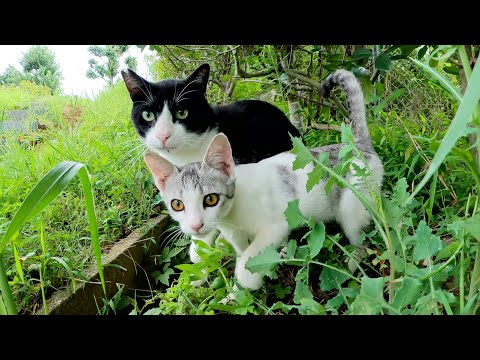 ハチワレお兄ちゃんが新入りの子猫に「知らない人と遊んじゃダメ！」と教える(YouTube)