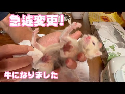 急遽変更‼️猫やめて牛になります(笑)(YouTube)