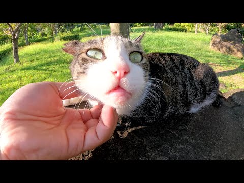 片耳が折れたキジシロ猫ちゃんが岩に登って人間に甘える(YouTube)
