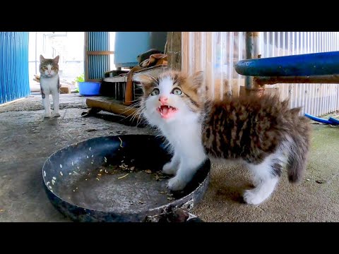 漁港の食堂にいた子猫がかわい過ぎる(YouTube)