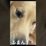 うちの喋る犬に字幕つけてみた（ショート版） #shorts(YouTube)