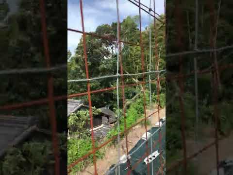 台風11号緊急速報　ミリオくん　#Shorts(YouTube)