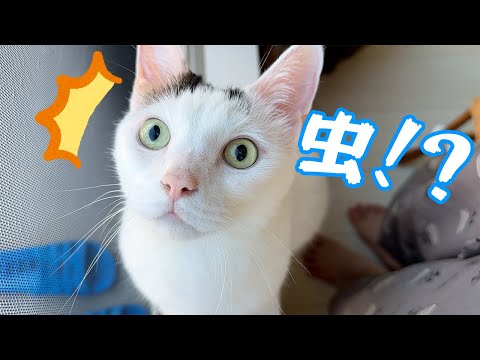 家に虫が遊びに来て暴走する猫チロさん(YouTube)