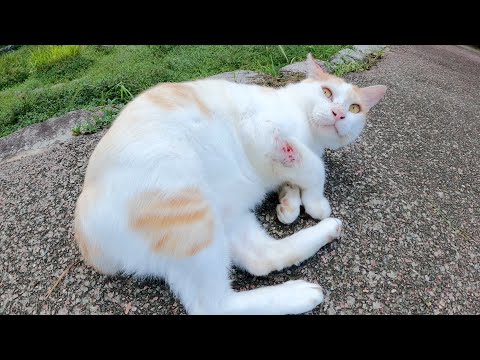 クリーミーな茶シロ猫をモフるとコテンと転がる(YouTube)