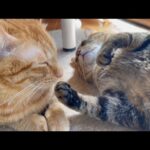 いつものんびりな猫は〇〇をしてる時でものんびり(YouTube)
