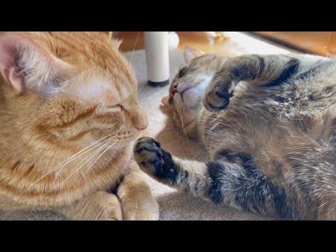 いつものんびりな猫は〇〇をしてる時でものんびり(YouTube)