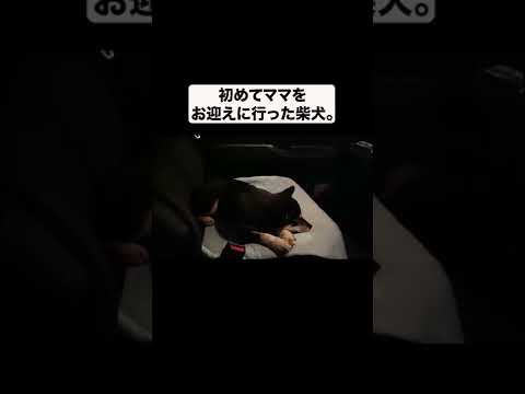 初めてママを迎えに行く柴犬(YouTube)
