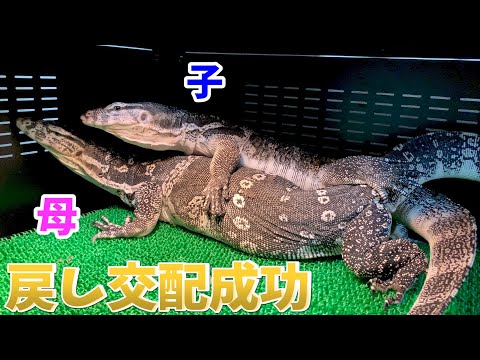 目標にしていたオオトカゲ達の交配に成功しました(YouTube)