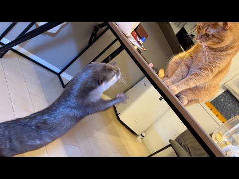 カワウソに餌やりをする猫 Cat feeding an otter(YouTube)