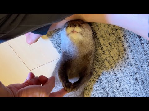 カワウソと仲直り？の握手をして仲を深めた！ Shaking hands with an otter to make up!(YouTube)