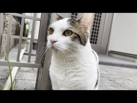 しっぽを振りながら上機嫌で散歩で転がりすぎた猫は・・・(YouTube)