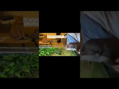 カワウソさくら カワウソ抱っこしてみたら起こること！What happens when you hug an otter! #shorts  #animal(YouTube)