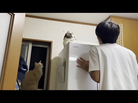 息子にヤキモチを焼いてスネてしまう猫(YouTube)