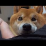ご飯前に「まだ早い」と伝えた時の柴犬がかわいすぎた。(YouTube)
