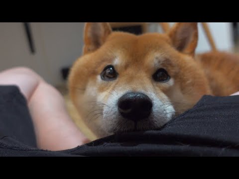 ご飯前に「まだ早い」と伝えた時の柴犬がかわいすぎた。(YouTube)