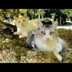 猫神社に行ったら個性豊かな猫ちゃん達がお出迎えしてくれた(YouTube)