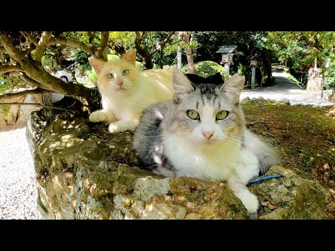 猫神社に行ったら個性豊かな猫ちゃん達がお出迎えしてくれた(YouTube)