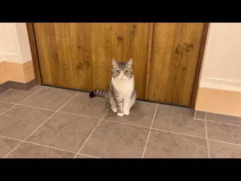 友達と飲みに行こうとしたら猫が玄関の前でこうなってました…汗(YouTube)