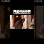 少し大人になったオグロワラビーのお散歩#shorts(YouTube)