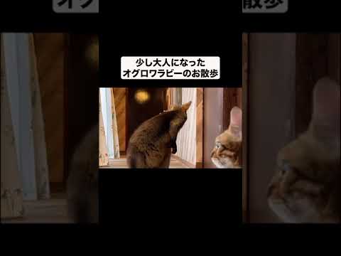 少し大人になったオグロワラビーのお散歩#shorts(YouTube)