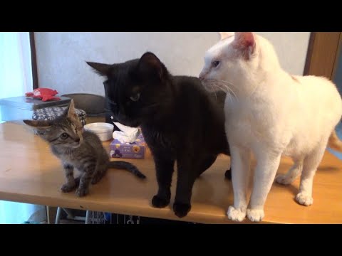 片目を失った子猫の日常があまりにも平和(YouTube)