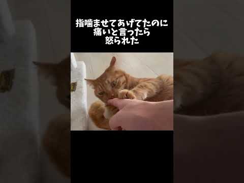 指を噛まれたから痛いと言ったら怒られた。#shorts(YouTube)