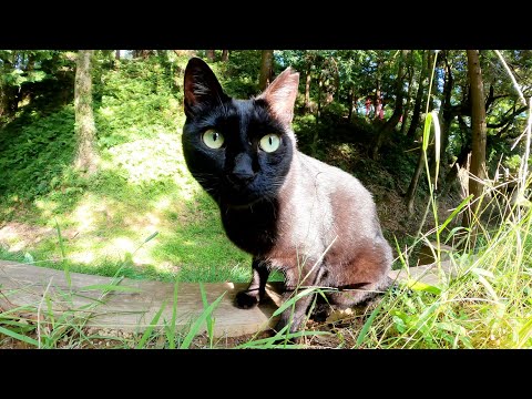 人懐っこい黒猫コンビがモフられにやって来た(YouTube)