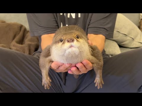 抱っこされたカワウソがやりたい放題される！ A cuddled otter gets to do whatever it wants!(YouTube)