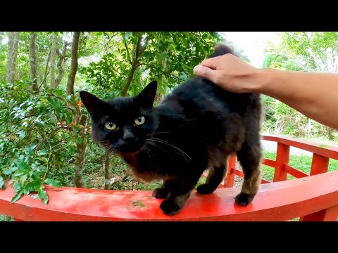 猫神社の裏で出会った黒猫が何か喋り掛けてきてカワイイ(YouTube)