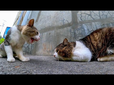 漁港の倉庫裏では野良猫の口喧嘩が始まった(YouTube)