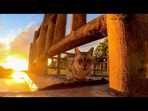 【今週のボツ動画】短い野良猫動画まとめて公開-unreleased video of this week-2022/9/4w(YouTube)
