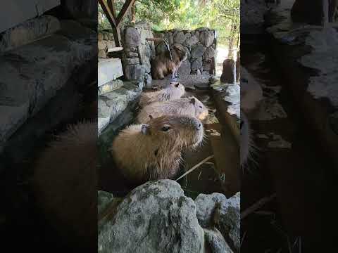 カピバラの水風呂 Capybara cold bath #shorts(YouTube)