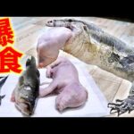 豚！バス！ムツゴロウ！腹ペコのオオトカゲが大興奮(YouTube)