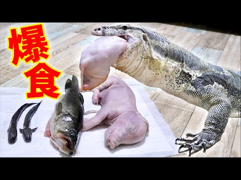 豚！バス！ムツゴロウ！腹ペコのオオトカゲが大興奮(YouTube)