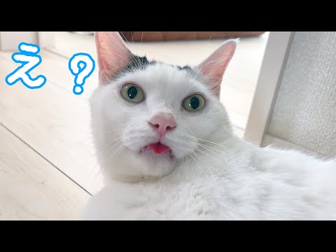 チロさん舌出しっぱなしですよ…！！(YouTube)