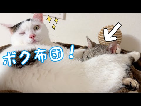 寒くなってきたのでチロ布団を使うマロちゃん(YouTube)
