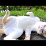 久しぶりの猫公園、東屋で撫でられる猫がかわい過ぎる(YouTube)