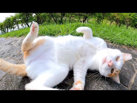 久しぶりの猫公園、東屋で撫でられる猫がかわい過ぎる(YouTube)