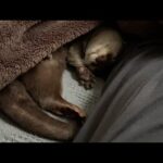 寝たら温かいカワウソと一緒に朝を迎えた結果…！ I went to bed and got up in the morning with a warm otter.(YouTube)