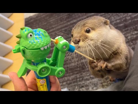 カワウソと勝負したらカワウソ強すぎ… I fought an otter and it was too strong…!(YouTube)