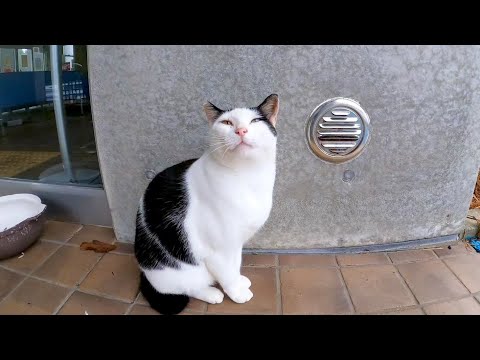 【台風通過】切符売り場前で雨宿りする野良猫(YouTube)
