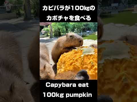 カピバラが約100㎏のカボチャに乗りあがって食べる。Capybara eat 100kg pumpkin #shorts(YouTube)