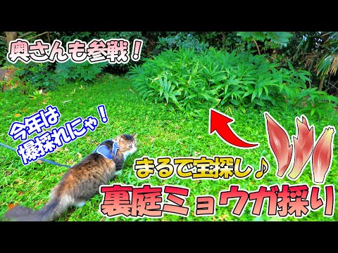 別居中の奧さんとめっちゃ楽しい裏庭ミョウガ採り♪昨年はたった5つしか収穫出来なかったのに今年は何と！！(YouTube)